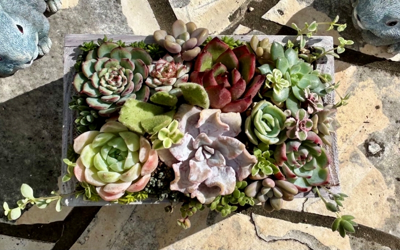 多肉植物 木箱寄せ植え ／ aju succulent 植物 インテリア アレンジ ガーデニング 15種 そのまま飾れる プレゼント ギフト 奈良県 葛城市【ajus009】