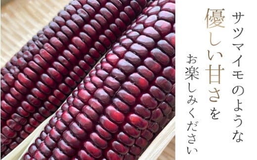 先行予約 奈良県産 大和ルージュ 計5本 令和8年産 【2026年7月中旬～10月中旬順次発送】／ スマイル葛城農業 大和ルージュ 奈良 葛城市 とうもろこし トウモロコシ コーン スイート 美味い あかい 甘い 野菜 産直 新鮮 旬 茹で スープ サラダ グリル 名産 健康 美容 栄養 ふるさと納税 人気 家族 ギフト 奈良県 葛城市【smlk036】