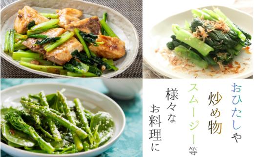 奈良県産 小松菜 約3kg  【順次発送】／ スマイル葛城農業 野菜  小松菜 農家直送 産直 新鮮 旬 サラダ 名産 健康 美容 栄養 奈良県 葛城市【smlk061】