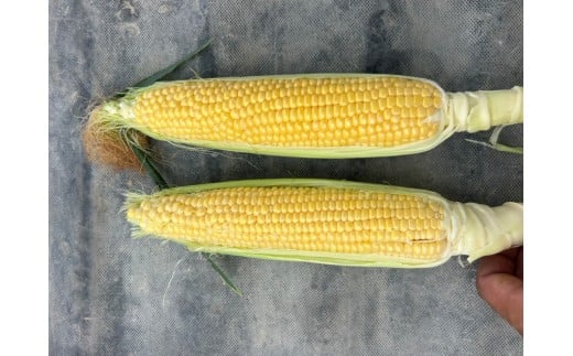 奈良県産 とうもろこし おおもの 5本入り 【2026年7月初旬～7月末頃に順次発送予定】／ 23ファーム トウモロコシ コーン スイートコーン 美味い  甘い 野菜 産直 新鮮 旬 茹で スープ サラダ グリル 名産 健康 美容 栄養 ふるさと納税 人気 家族  奈良県 葛城市【fumi001】