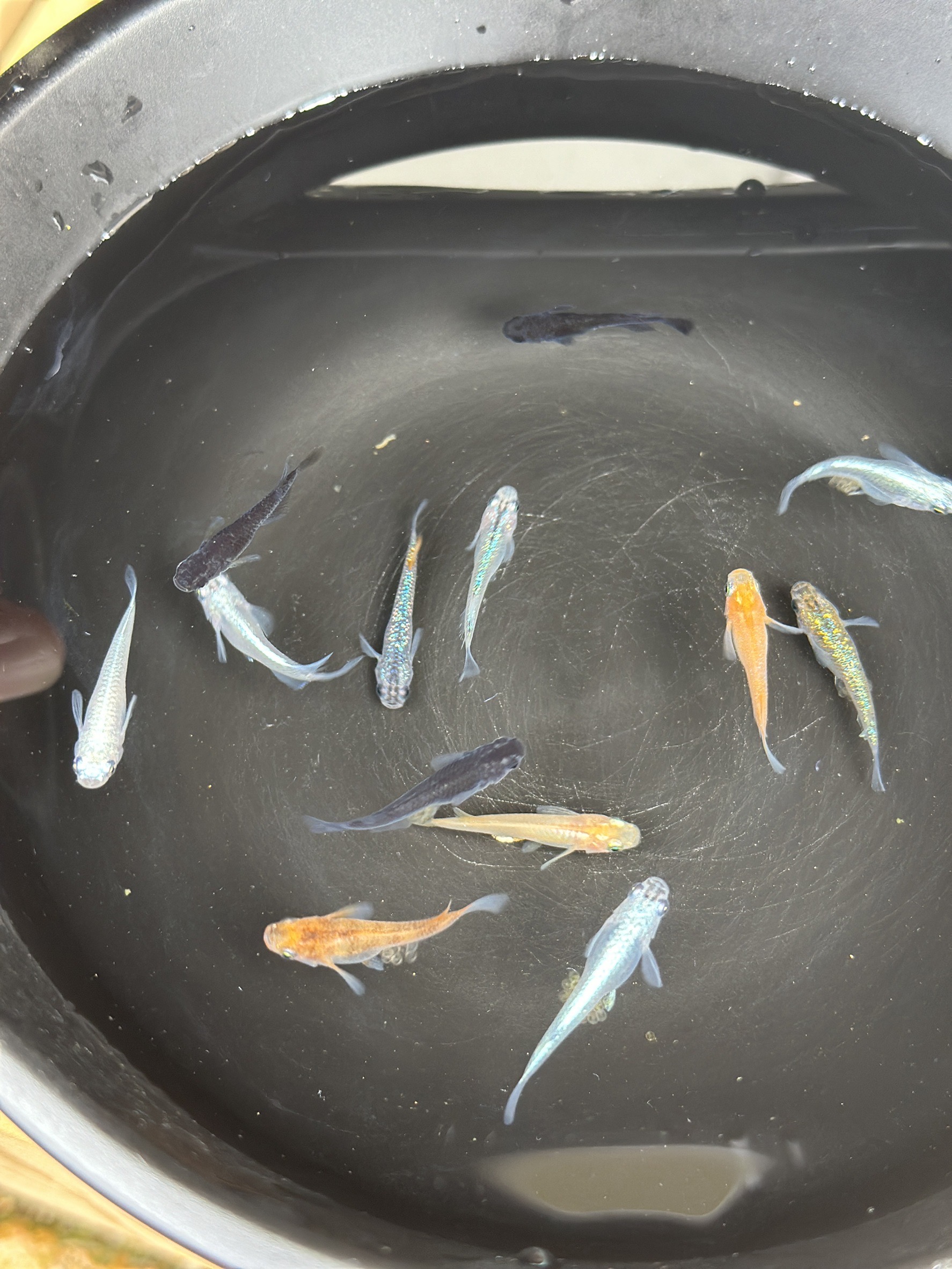 めだか 飼育 セット 人気の改良めだか３～５種類（１０匹）と産卵床、水草のセット。 死着保証 ／ aju succulent 観賞魚 淡水魚 魚 ペット 生き物 奈良県 葛城市【ajus001】