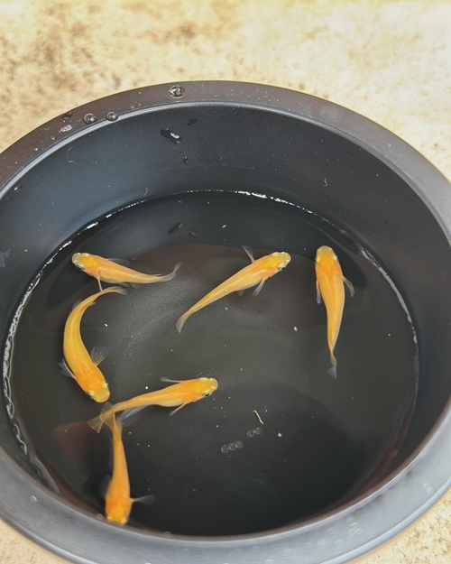 メダカ 楊貴妃 ５匹 （２ペア＋１匹） 死着保証 ／ aju succulent 観賞魚 淡水魚 魚 ペット 生き物 奈良県 葛城市【ajus006】