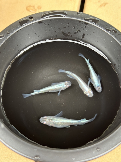 メダカ 幹之（みゆき） ５匹 （２ペア＋１匹） 死着保証 ／ aju succulent 観賞魚 淡水魚 魚 ペット 生き物 奈良県 葛城市【ajus008】