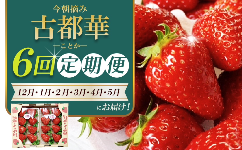 【 いちご１２月から計6回定期便 】 ◆古都華　約３００g×２パック×６回 ◆ 【今朝摘みの丸笑いちご園】 ／ フルーツ いちご 苺 イチゴ 果物 くだもの 新鮮 完熟 朝採り 高級 希少品種 甘い 奈良県 葛城市【maru-tkb003】