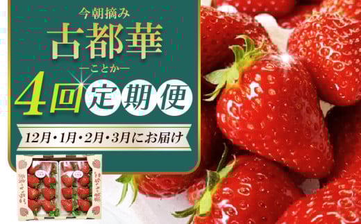【 いちご１２月から計４回定期便  】 ◆古都華　約３００g×２パック×４回 ◆ 【今朝摘みの丸笑いちご園】 ／ フルーツ いちご 苺 イチゴ  果物 くだもの 新鮮 完熟 朝採り 高級 希少品種 甘い 奈良県 葛城市【maru-tkb001】