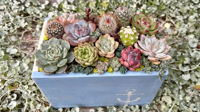 多肉植物の寄せ植えアレンジ ちびサボテン入り ／ aju succulent 植物 インテリア ガーデニング 15種 そのまま飾れる プレゼント ギフト 奈良県 葛城市【ajus011】