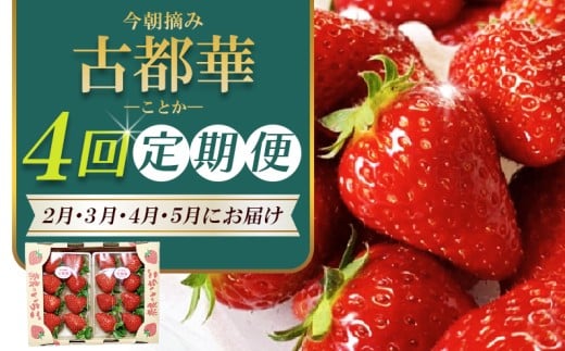 【 いちご２月から計4回定期便 】 ◆古都華　約３００g×２パック×４回 ◆ 【今朝摘みの丸笑いちご園】 ／ フルーツ いちご 苺 イチゴ 果物 くだもの 新鮮 完熟 朝採り 高級 希少品種 甘い 奈良県 葛城市【maru-tkb005】