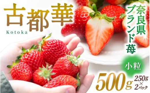 ブランド苺 新鮮 古都華 (小粒) 約500g [250g×2パック] 【2026年1月上旬～5月下旬に順次発送】／ スマイル葛城農業 ブランド いちご 苺 ことか イチゴ スイーツ フルーツ 甘い 果物 奈良県 葛城市【smlk006】