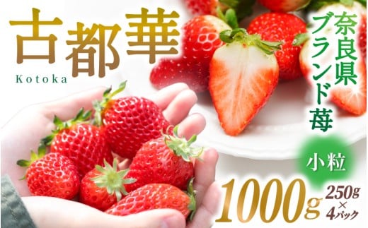 ブランド苺 新鮮 古都華 (小粒) 約1000g [250g×4パック] 【2026年1月上旬～5月下旬に順次発送】／ スマイル葛城農業 ブランド いちご 苺 ことか イチゴ スイーツ フルーツ 甘い 果物 奈良県 葛城市【smlk007】