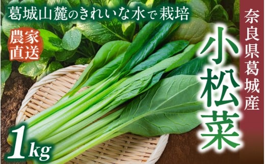 奈良県産 小松菜 約1kg  【順次発送】／ スマイル葛城農業 野菜  小松菜 農家直送 産直 新鮮 旬 サラダ 名産 健康 美容 栄養 奈良県 葛城市【smlk060】