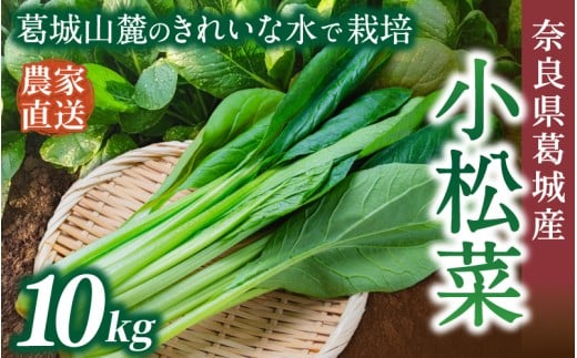 奈良県産 小松菜 約10kg  【順次発送】／ スマイル葛城農業 野菜  小松菜 農家直送 産直 新鮮 旬 サラダ 名産 健康 美容 栄養 奈良県 葛城市【smlk063】