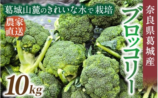 奈良県葛城産 ブロッコリー 約10kg 【2025年11月上旬～5月下旬順次発送】／ スマイル葛城農業 大和野菜  ブロッコリー 農家直送 産直 新鮮 旬 名産 健康 美容 栄養 奈良県 葛城市【smlk070】
