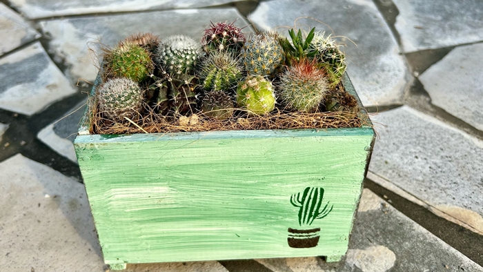 サボテンの寄せ植えアレンジ / aju succulent 植物 インテリア ガーデニング 15種 そのまま飾れる プレゼント ギフト 奈良県 葛城市