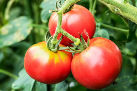 農家の手作りドリンクセット トマト ＆ ブルーベリー／ ト