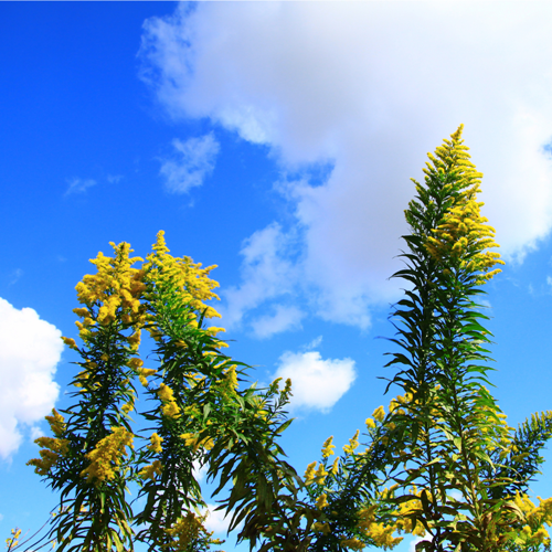 セイタカアワダチソウ 入浴用 ハーブ （16回分）／松田商店