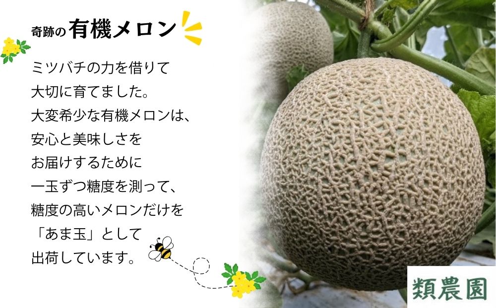 【予約:7月下旬〜8月上旬出荷】有機メロン「甘玉」1玉 ／メ