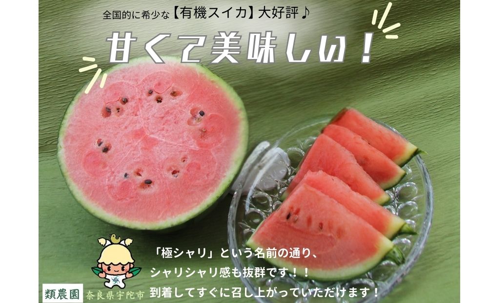 ＜予約販売＞【7月下旬〜8月上旬出荷】有機小玉すいか 「