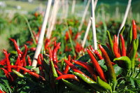 坂本農園 おいしい唐辛子 味くらべ 粉末 柚子 胡椒 ４点セ