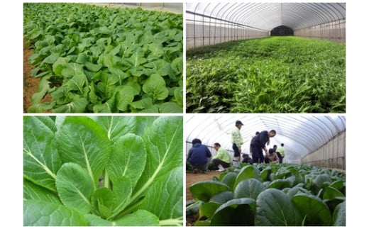 定期便 ３ヶ月 山口農園 有機野菜 おまかせセット＋カレー