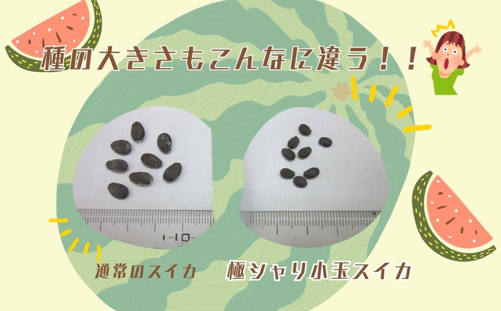 ＜予約販売＞【7月下旬〜8月上旬出荷】有機小玉すいか 「