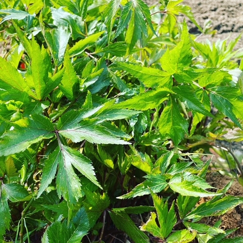 宇陀市産 大和当帰×よもぎ蒸し 40分 利用券（３回分）