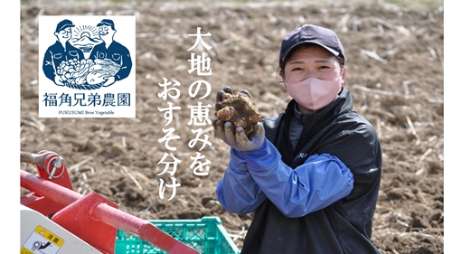 紫菊芋パウダー【約3カ月分】【150g×3袋】【450グラム】／菊