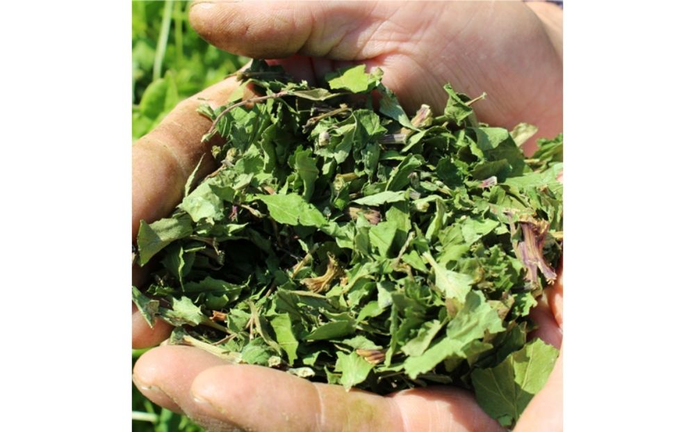 YAMATO HERB COFFEE ドリップ パック カフェイン有 6個入／松田商