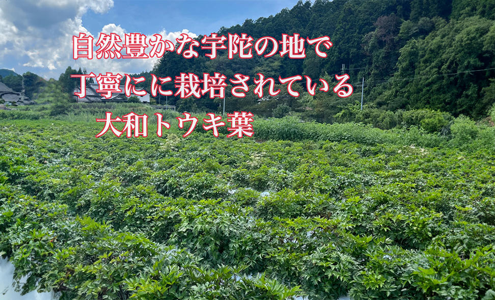 粉末 当帰 玄米茶／Total Beauty 春 からだよろこ美 健康 特選 