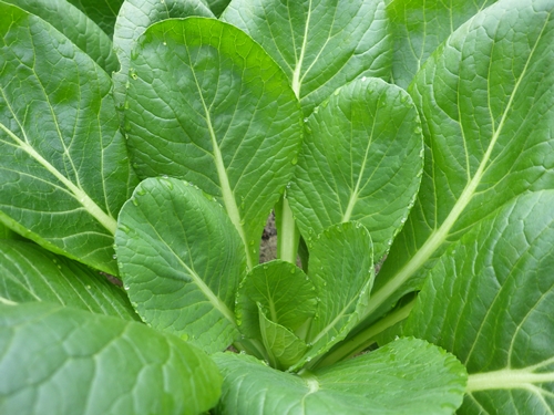 （冷蔵） 山口農園の有機野菜 おまかせセット＋未来へ繋ぐ