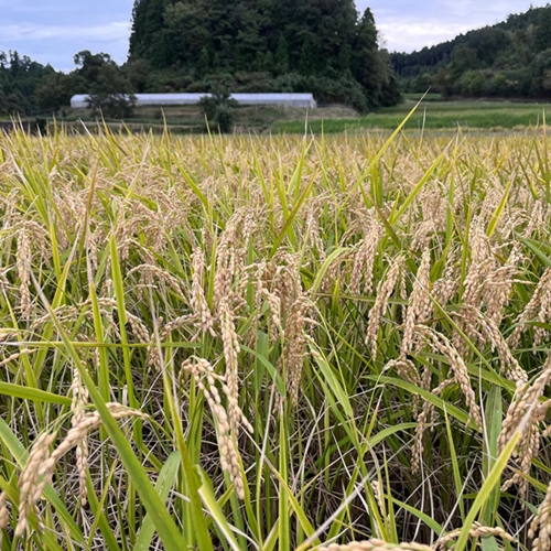 宇陀市産吟のさと使用 純米大吟醸 KASAMA 720ml ／ うし源 本店