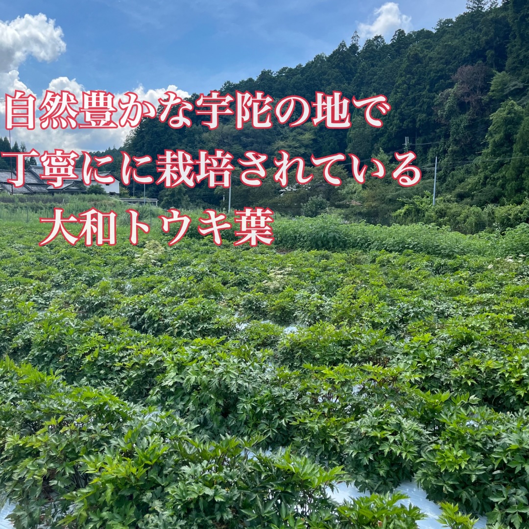 粉末焙煎当帰玄米茶と粉末桑の葉玄米茶のセット／ Total Beau