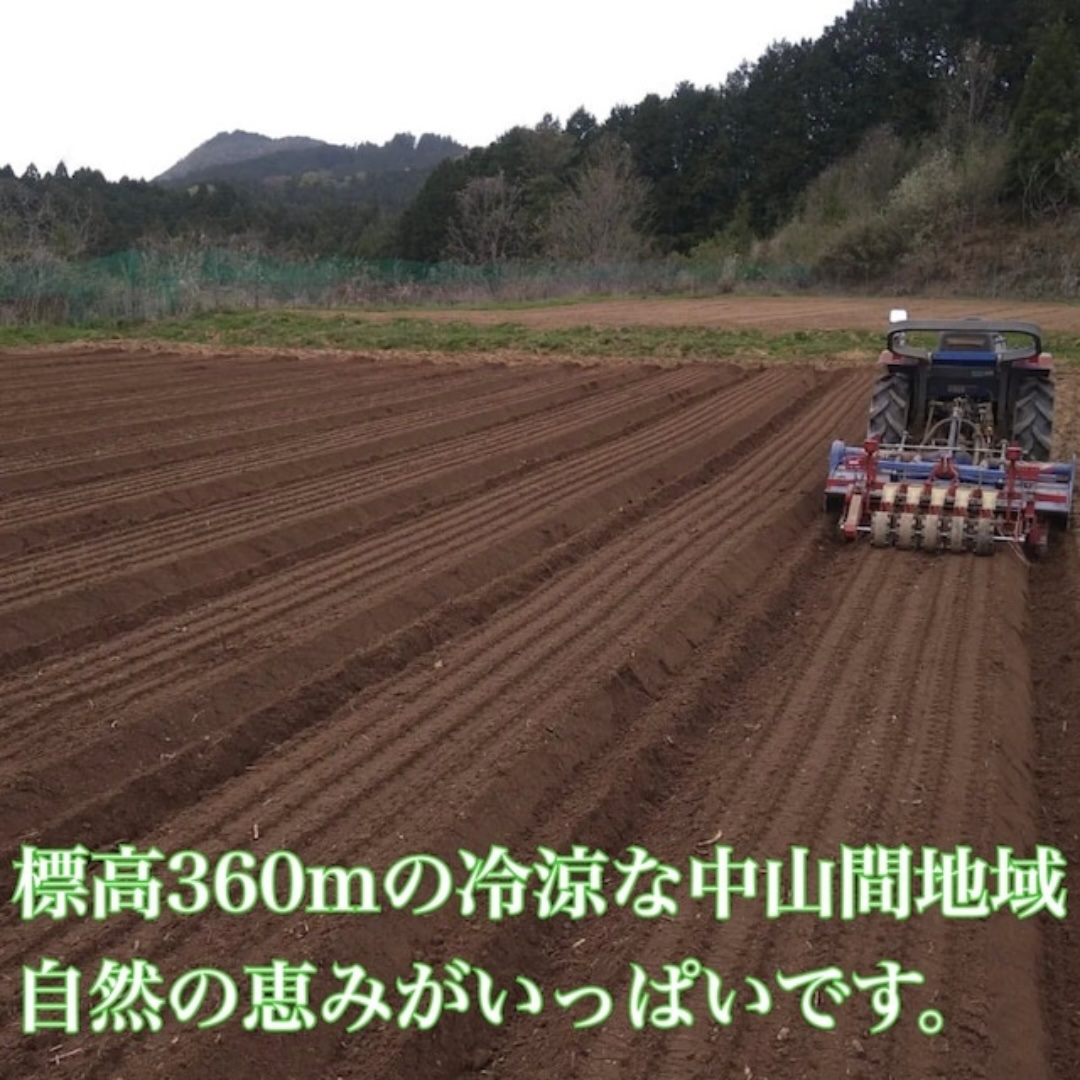 粉末紫菊芋はと麦茶と粉末桑の葉玄米茶のセット／ Total Beau