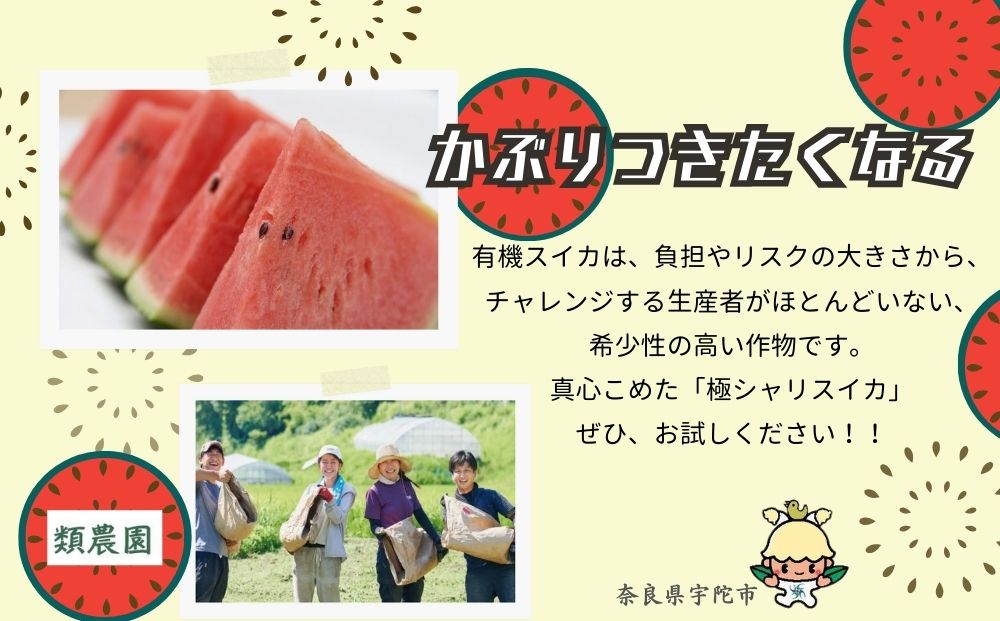 ＜予約販売＞【7月下旬〜8月上旬出荷】有機小玉すいか 「