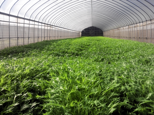 （チルド）山口農園 有機野菜 おまかせセット ／ふるさと