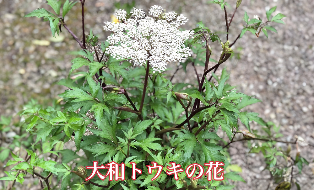 粉末 当帰 玄米茶／Total Beauty 春 からだよろこ美 健康 特選 