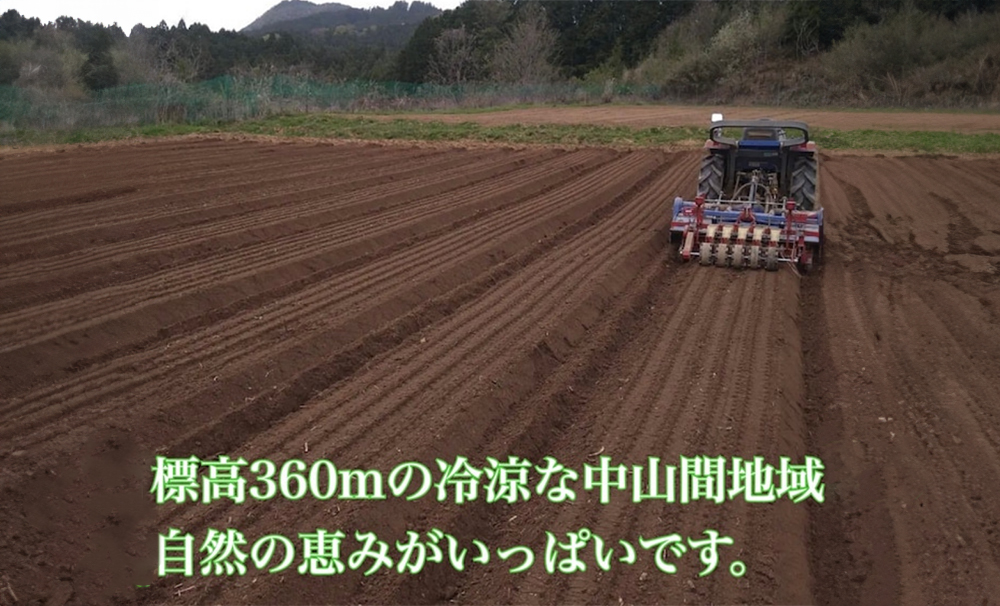 粉末 紫菊芋 はと麦茶 ５０グラム入り×２袋 ／ Total Beauty 春