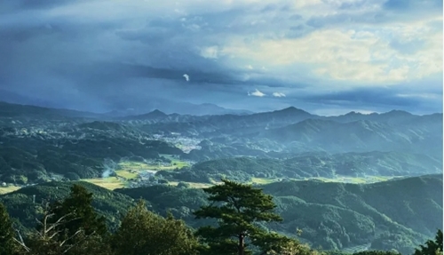 よもぎ & 大和当帰 入浴剤 50包(1袋 5包入×10個) ウェルネスフ