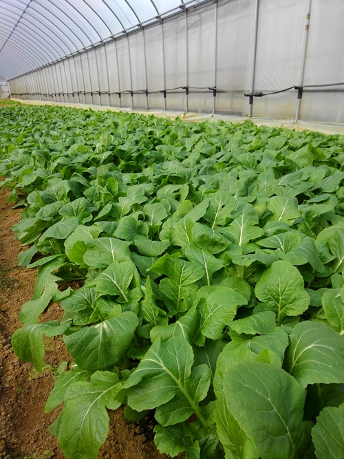 （冷蔵） 山口農園の有機野菜 おまかせセット＋未来へ繋ぐ