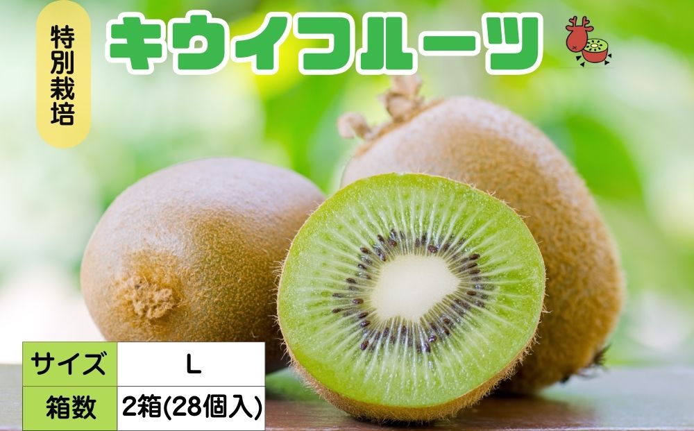 ＜12月以降順次発送＞プレミアムキウイフルーツ Lサイズ 14