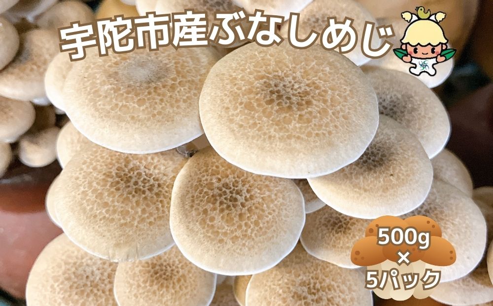 宇陀市産 ぶなしめじ 500g × 5パック/ キノコ倶楽部 しめじ 