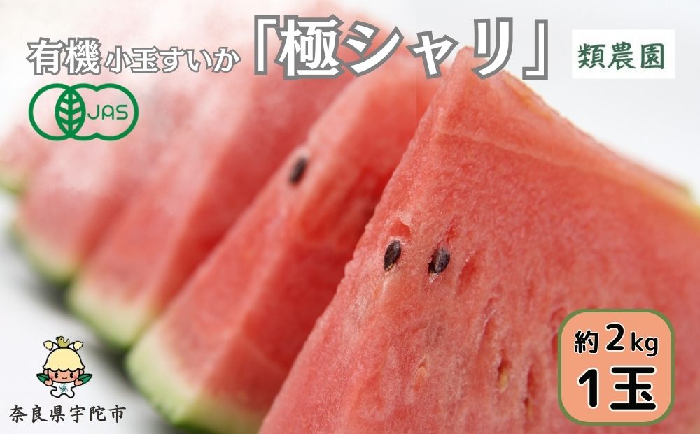 ＜予約販売＞【7月下旬〜8月上旬出荷】有機小玉すいか 「