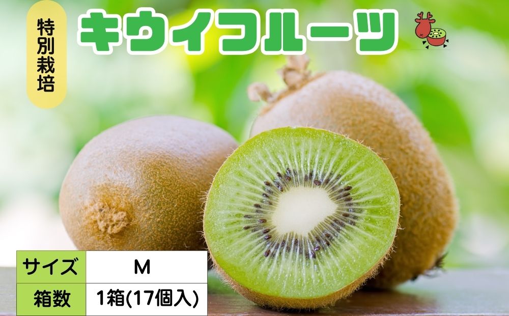 ＜12月以降順次発送＞プレミアム キウイ フルーツ Mサイズ 1