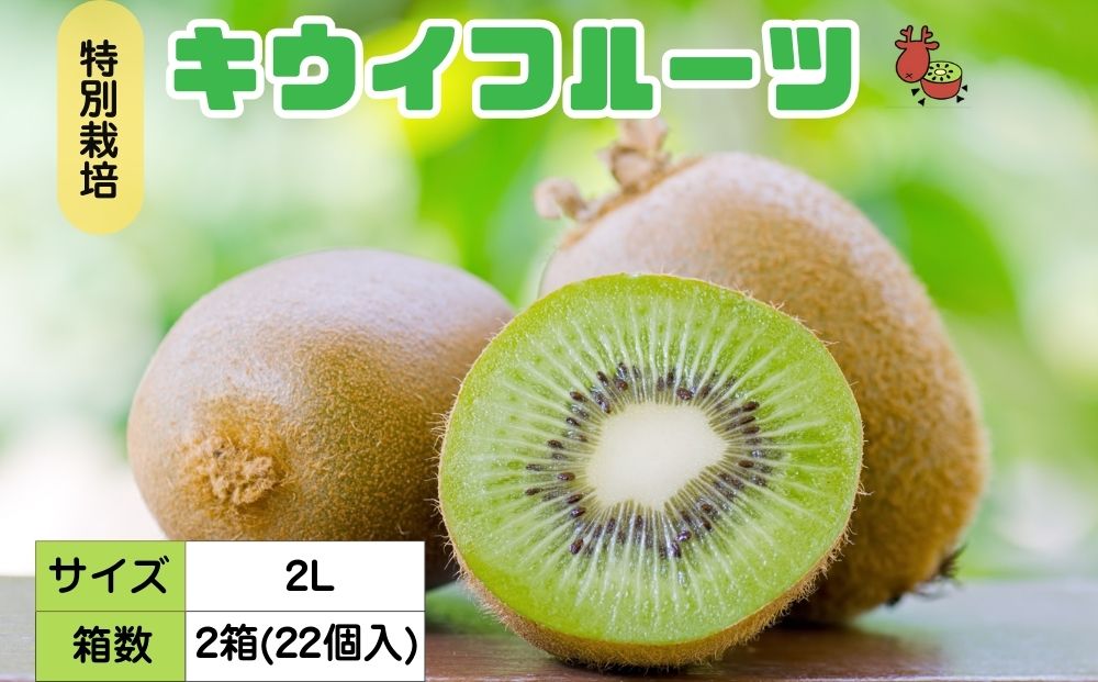 ＜12月以降順次発送＞こだわり プレミアムキウイフルーツ 2