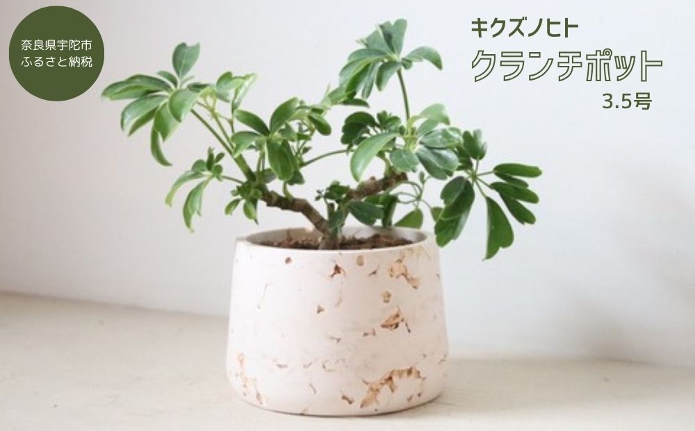 クランチポット3.5号 / おしゃれ 木製 プランター 植木鉢 イ