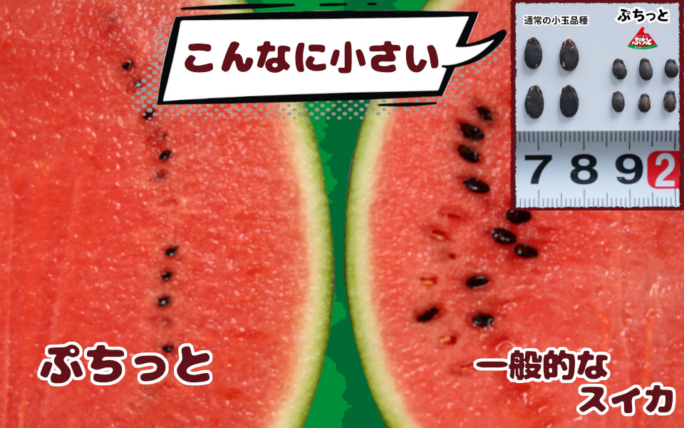 種まで美味しいスイカ「ぷちっと」 【2026年6月初旬～6月下旬ごろ発送予定】 ／ ヒロちゃんファーム 西瓜 スイカ すいか 果物 フルーツ デザート 奈良県 田原本町