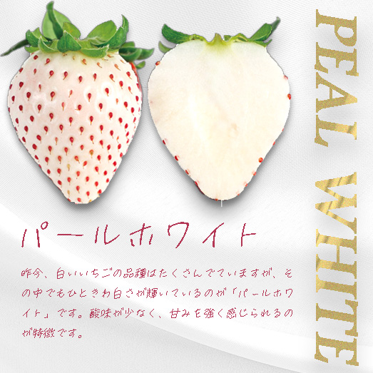 （冷蔵）３色いちご ／ 前田ストロベリー研究所 古都華 ピンク色の淡雪 パールホワイト ゆきぼたん 果物 フルーツ 甘い 奈良県 田原本町