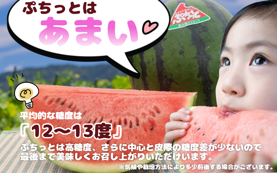 種まで美味しいスイカ「ぷちっと」 【2026年6月初旬～6月下旬ごろ発送予定】 ／ ヒロちゃんファーム 西瓜 スイカ すいか 果物 フルーツ デザート 奈良県 田原本町