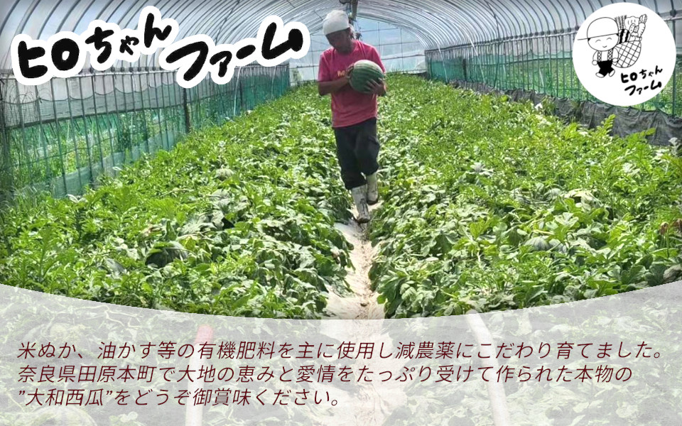 種まで美味しいスイカ「ぷちっと」 【2026年6月初旬～6月下旬ごろ発送予定】 ／ ヒロちゃんファーム 西瓜 スイカ すいか 果物 フルーツ デザート 奈良県 田原本町