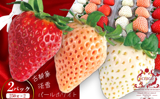 （冷蔵）３色いちご ／ 前田ストロベリー研究所 古都華 ピンク色の淡雪 パールホワイト ゆきぼたん 果物 フルーツ 甘い 奈良県 田原本町