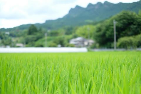 【令和7年度産(特別栽培米)】曽爾村ブランド米(コシヒカリ)10kg(白米)